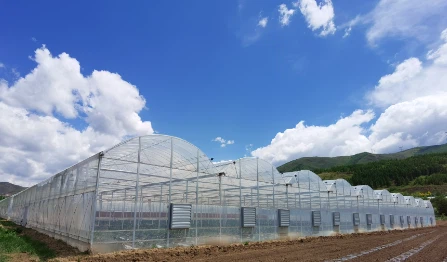 Multi Span Tunnel Greenhouses With Hydroponic System For Agriculture
