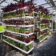 Hydroponický skleněný skleník