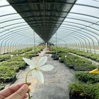 Skleník zatemnění lékařských rostlin